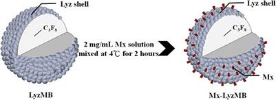 Minoxidil-Coated Lysozyme-Shelled Microbubbes Combined With Ultrasound for the Enhancement of Hair Follicle Growth: Efficacy In Vitro and In Vivo